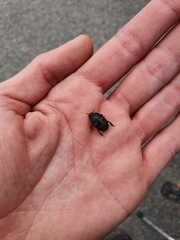 Hister quadrimaculatus