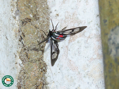 Poecilosoma eone
