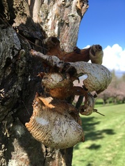 Cerioporus squamosus