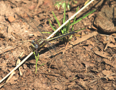 Phanogomphus oklahomensis