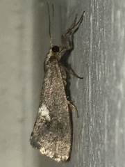 Cisthene liberomacula