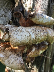 Cerioporus squamosus