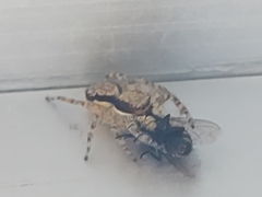 Menemerus bivittatus