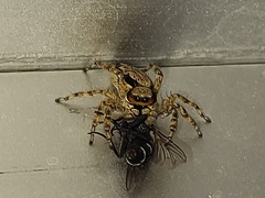 Menemerus bivittatus