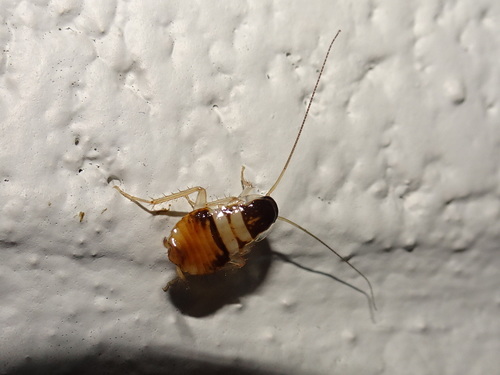 Brown-banded Cockroach photo 5
