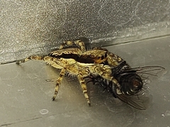 Menemerus bivittatus