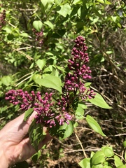 Syringa vulgaris