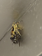 Menemerus bivittatus