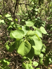 Syringa vulgaris