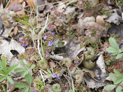 Glechoma hederacea
