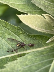Pseudoclimaciella