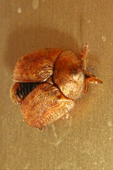 Hypocassida