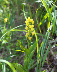 Cephalanthera falcata