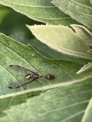 Pseudoclimaciella