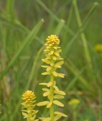 Uromyces pisi-sativi