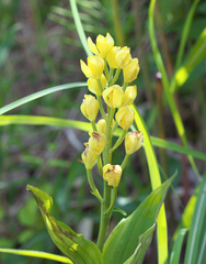 Cephalanthera falcata