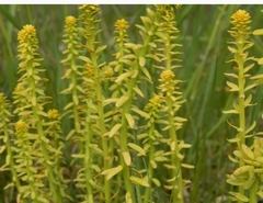 Uromyces pisi-sativi