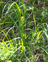Cephalanthera falcata