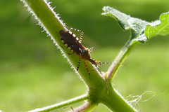 Cosmoclopius nigroannulatus