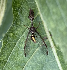 Pseudoclimaciella