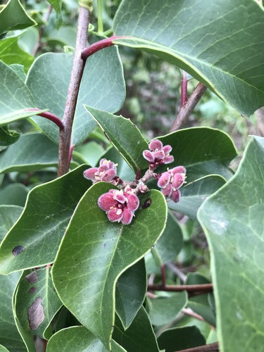 Rhus ovata