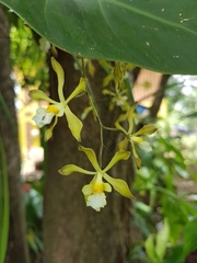 Encyclia papillosa