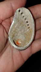 Haliotis spadicea