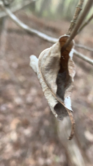 Callosamia promethea