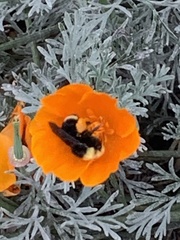 Bombus vosnesenskii