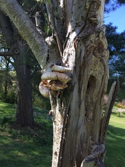 Cerioporus squamosus