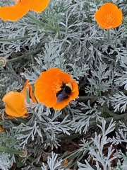Bombus vosnesenskii