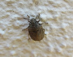 Podops inunctus