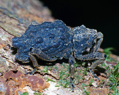 Poropterus conifer