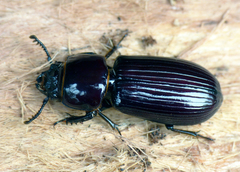 Pharochilus rugiceps