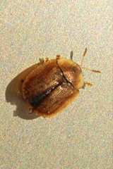 Hypocassida