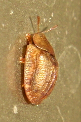 Hypocassida