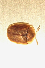 Hypocassida