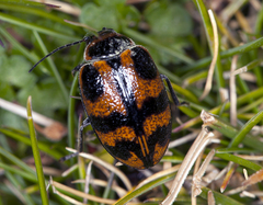 Macrohelodes crassus