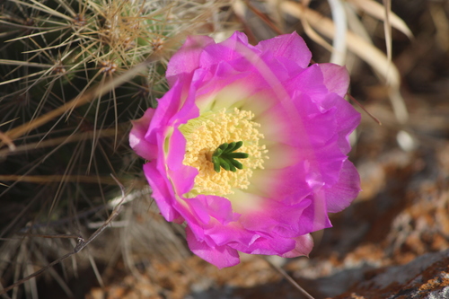 Echinocereus cinerascens