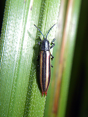 Eurispa vittata