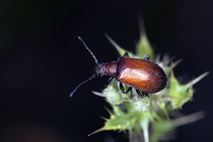 Ecnolagria rufescens