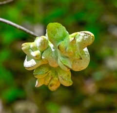 Exobasidium symploci