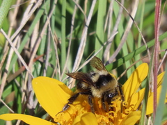Bombus melanopygus