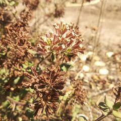 Salpianthus macrodontus