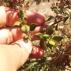 Salpianthus macrodontus