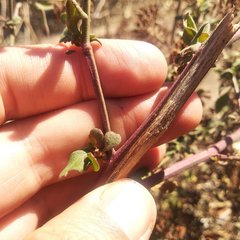 Salpianthus macrodontus