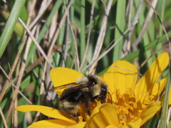 Bombus melanopygus