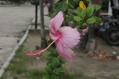 Hibiscus rosa-sinensis