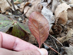 Rossmanomyces pyrolae