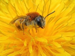 Andrena haemorrhoa